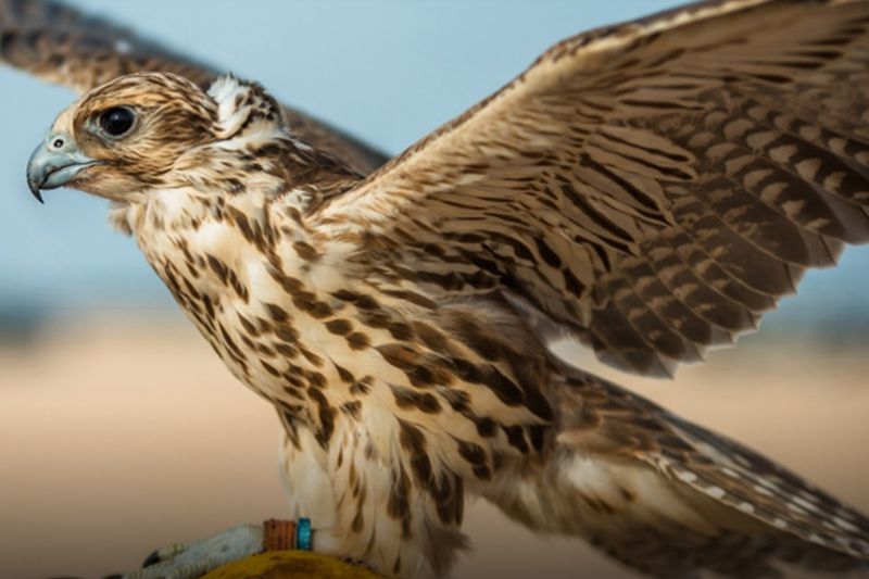 KALBA BIRDS OF PREY CENTER